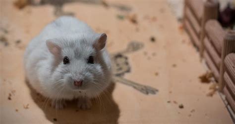 TOP 10 BEST Hamster Breeder near Ashburn, VA 20147